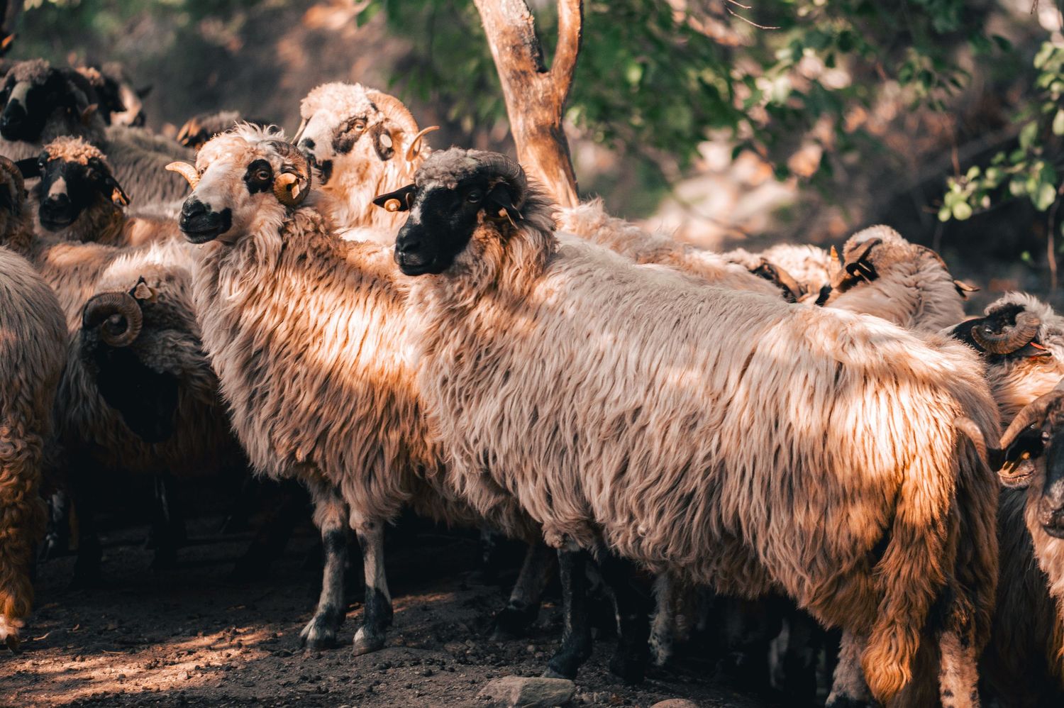 Peșteana — À la rencontre d’un berger